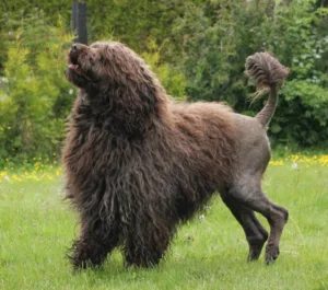 Brun hund hel kropp Arti