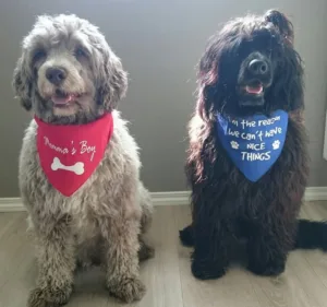 Hund brun og sort med skjerf