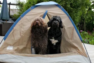 Hund brun og sort på telttur