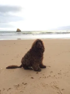 Hund brun på strand