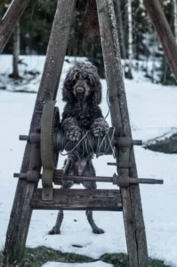 Brun hund i en trekran