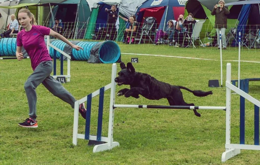 Hund agility konkurranse