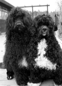 Hund brødrene