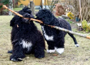 Hund brødrene med lang stokk