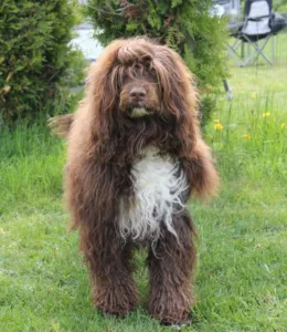 Hund brun og hvit front