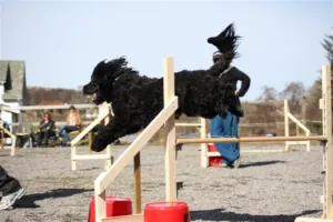Hund Fant i svevet