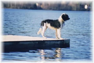 Hund farbror Frei
