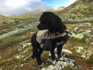 Hund fjellet med klov