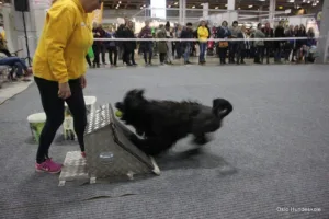 Hund flyball