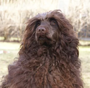 Hund brun hodeportrett Arti