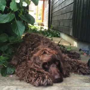 Brun hund det blikket i skyggen Arti