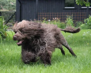Brun hund i farta Arti