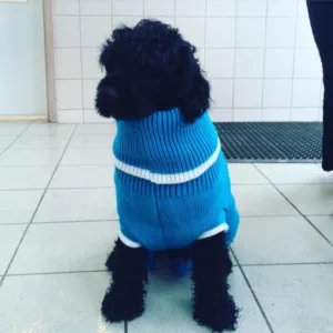 Hund godt kledd