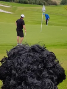 Golfhunden