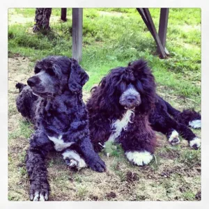 Hund en kort og lang pels sort Miro og Mogaz