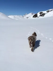 hund i fjellet