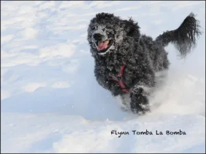 Hund hund lykkelig i snøen