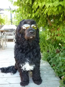 Hund med briller