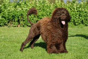 Helfigur brun hund