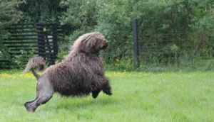 Helfigur brun hund springer art