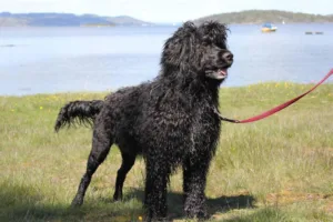 Hund helfigur ved vannet sort