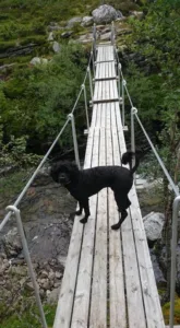 Hund på hengebru