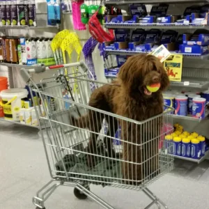 Hund i handlevogn