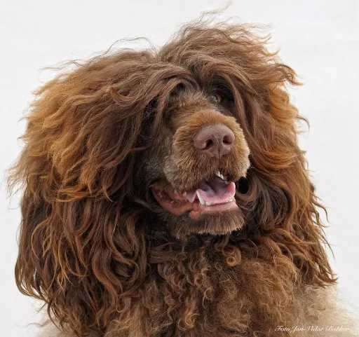 Hund fotograf Aayla hode