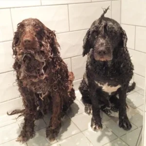 Hund i dusjen brun og sort