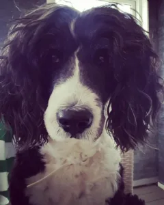 Hund hode med hvit snute