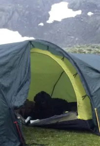 Hund i telt på fjellet