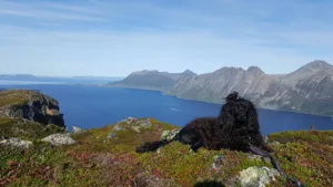 Hund ligger på toppen av fjellet med hav og fjell i bakgrunen