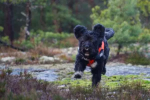 Hund i farta i skogen
