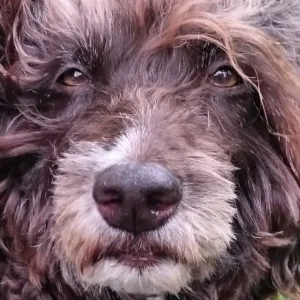 Hund som myser nært inn i kamera