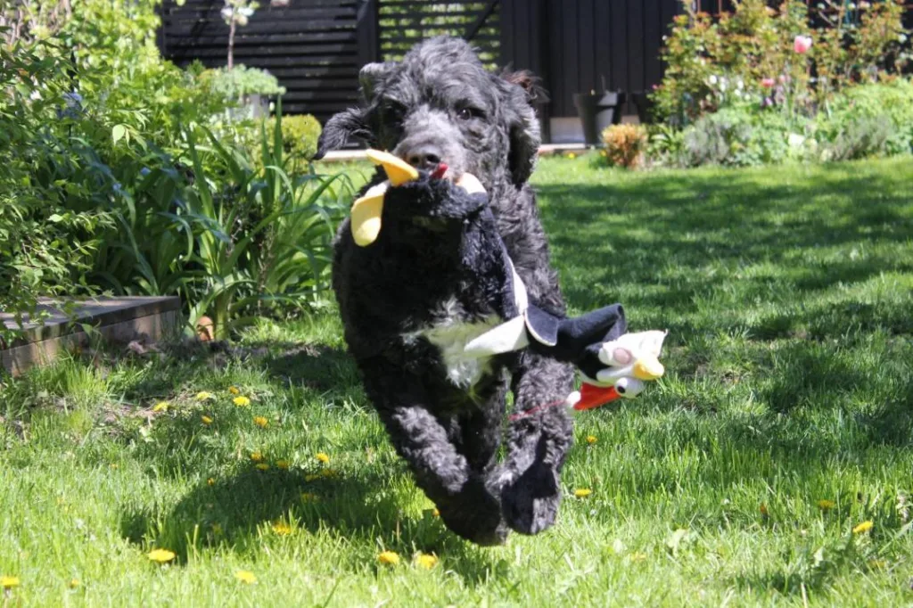 Hund løper med kosedyr i hagen