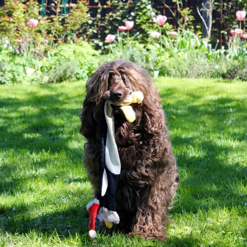 Hund løper med slækken i hagen