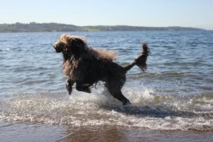 Hund løven hopper i vannet
