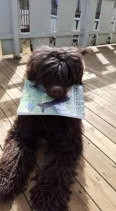 Hund med portisposten i munnen
