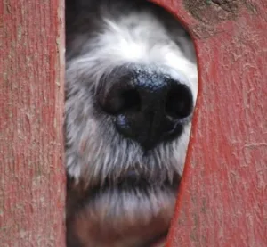 Hund nese i porten