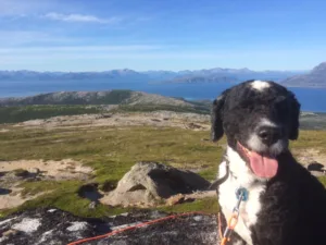 Hund nord i landet natur hode