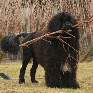 Hund langhåret sort med kvister