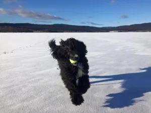 Hund leker med ball på vidda