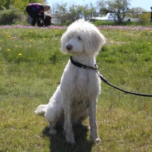 Hund hvit aura sittende