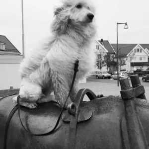 Hvit hund på statue