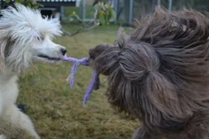 Hund hvit og brun lekedrar