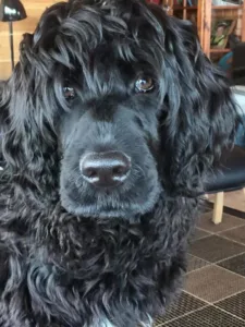 Hund nærbilde sort hode