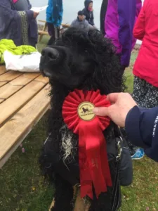 Hund sort med premie vann