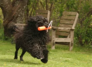 Springende hund med orange leke Miro