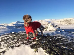 Hund på toppen av fjellet