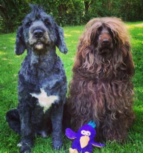 Hund punkesveis og langhåret